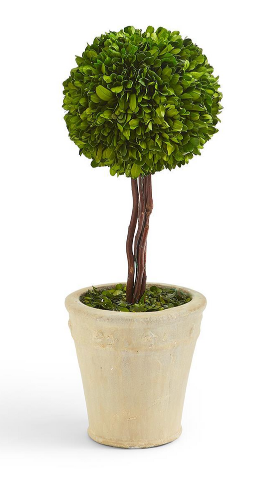 Small Boxwood Topiary