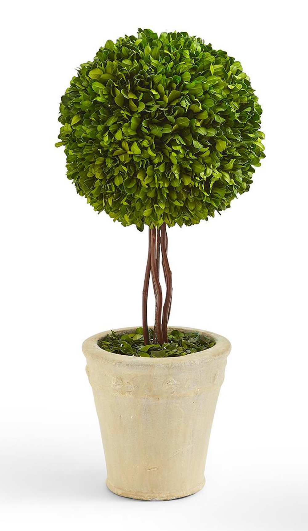 Large Boxwood Topiary