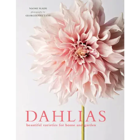 Dahlias